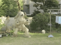 Dog Meme GIF