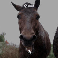 Uts GIF by Eco