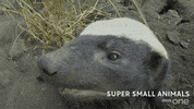 bbc cute animal bbc creature GIF
