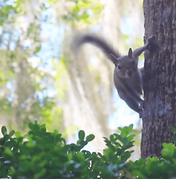 squirrel wagging tail GIF by University of Florida