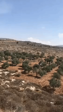 Olive Harvesters Confronted by IDF Soldiers Near al-Sawiya
