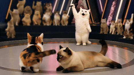 스큐파 GIF