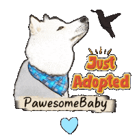 White Husky Sticker by PawesomeBaby