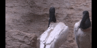 Bird Education GIF by DIIMSA Stock