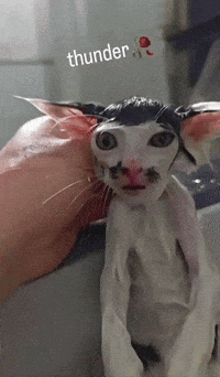 Cat Thunder GIF