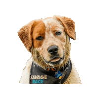 Dog Puppy Sticker by SavageRace