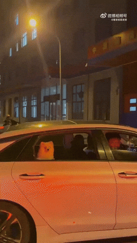 cuteanimalland giphyupload GIF