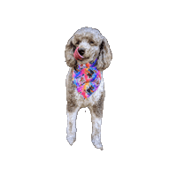 Poodle Pride Dog Sticker by Geekster Pets