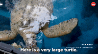 Large Turtle