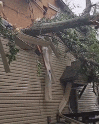 Tree Crashes Onto Home as 'Dangerous' Storm Rips Through Tallahassee
