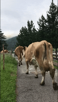 holimites  GIF