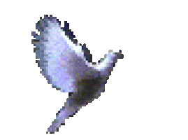 dove STICKER