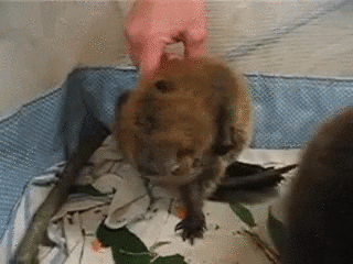 beaver GIF