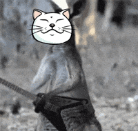 Cat Rock GIF by ShiroNeko