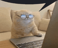 Cat Glasses GIF