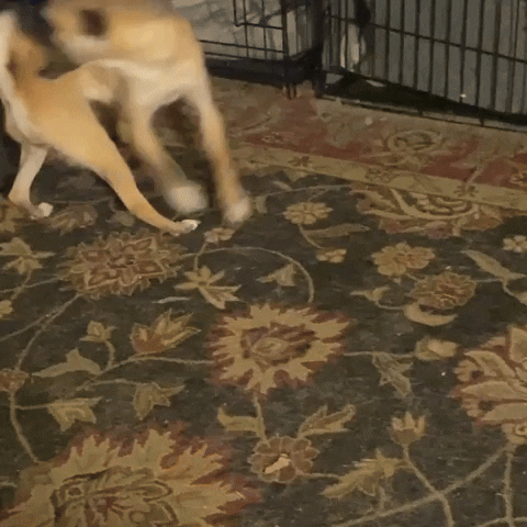 ThisRoxx chug thisroxx paretta GIF