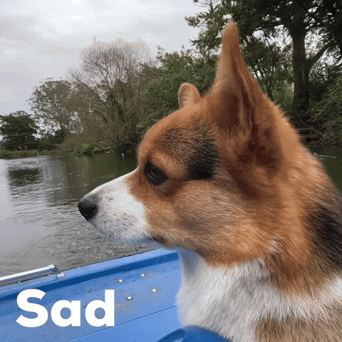 Sad Dog GIF