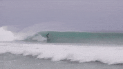 florida GIF