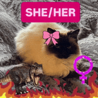 Feinfein2014 GIF