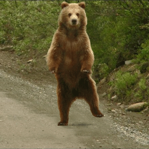 bear dancing GIF by Testing 1, 2, 3