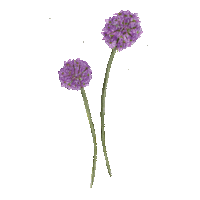 Flower Garden Sticker
