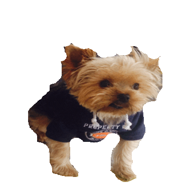 yorkie STICKER by imoji