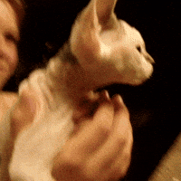 cats lol GIF by America's Funniest Home Videos