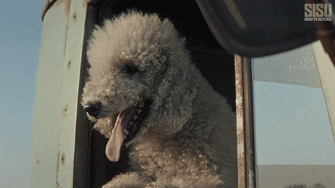 Dog Hanging Out GIF by Sony Pictures