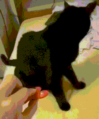 Cat Spinner GIF