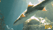 Ocean Swimming GIF by Brookfield Zoo