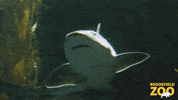 Ocean Swimming GIF by Brookfield Zoo