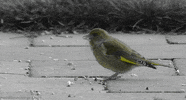 european greenfinch bird GIF by Head Like an Orange
