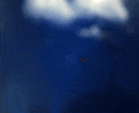 Eid Adha Eid GIF by Al-Maha Agricultural Co.