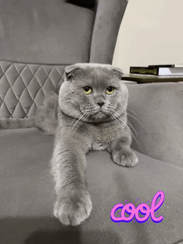 Ceda35 giphyattribution cat instagram cats GIF