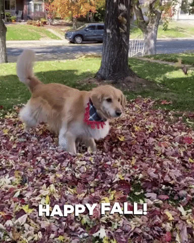 Golden Retriever Fall GIF by Finley