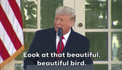Donald Trump Thanksgiving GIF by GIPHY News