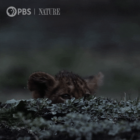 Peaking Baby Animal GIF by Nature on PBS