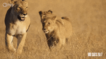 Keep Up Season 2 GIF by PBS