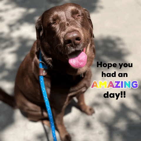 sarahdkatz day amazing hope you had an GIF