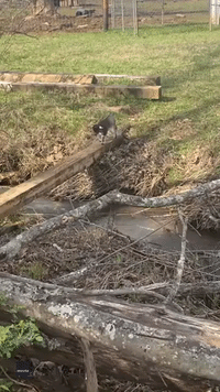 Adorable Baby Nigerian Dwarf Goat Uses Log to Cross Stream