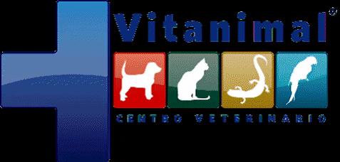 CVitanimal giphygifmaker rainbow vitanimal GIF