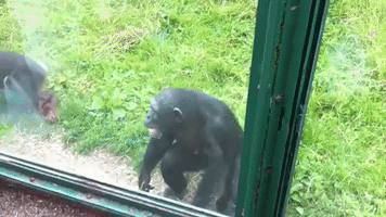 Cheeky Chimp Has a Look in Zoo Visitor's Bag