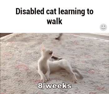 disabled GIF