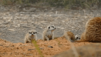 Zoos South Australia Celebrate Not 1, but 2 Litters of Meerkat Babies