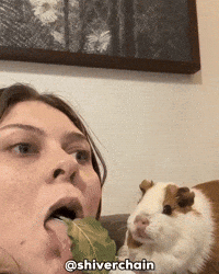 Eat Guinea Pig GIF