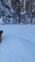 Dog Gallops Through Several Feet of Snow in Anchorage