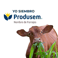 Cow Agro Sticker