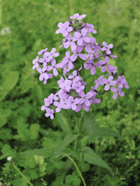 codyengland pixel glitch nature flower GIF