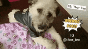 thorteo dog puppy goodmorning doggy GIF
