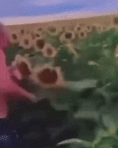 Post Malone Flowers GIF by Respective